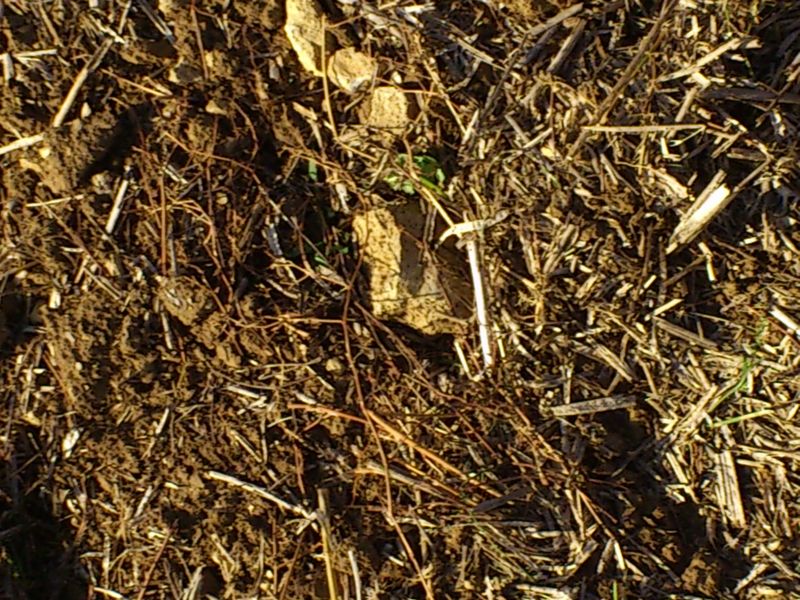 ingelheim2012