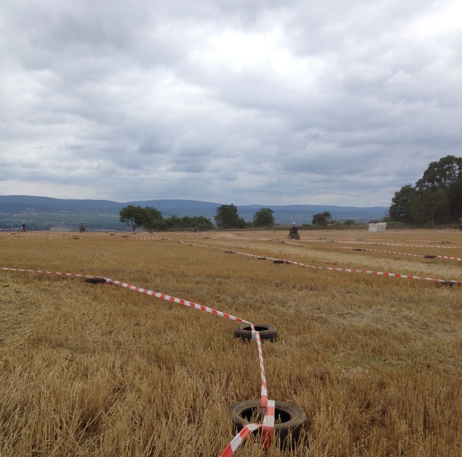 ingelheim2013